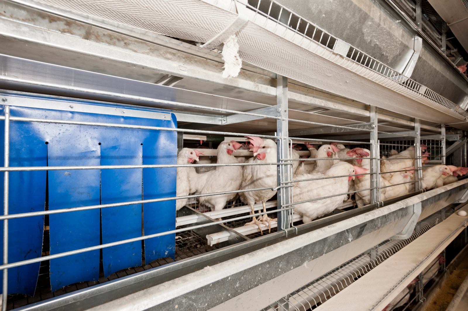 poultry-products-delivery